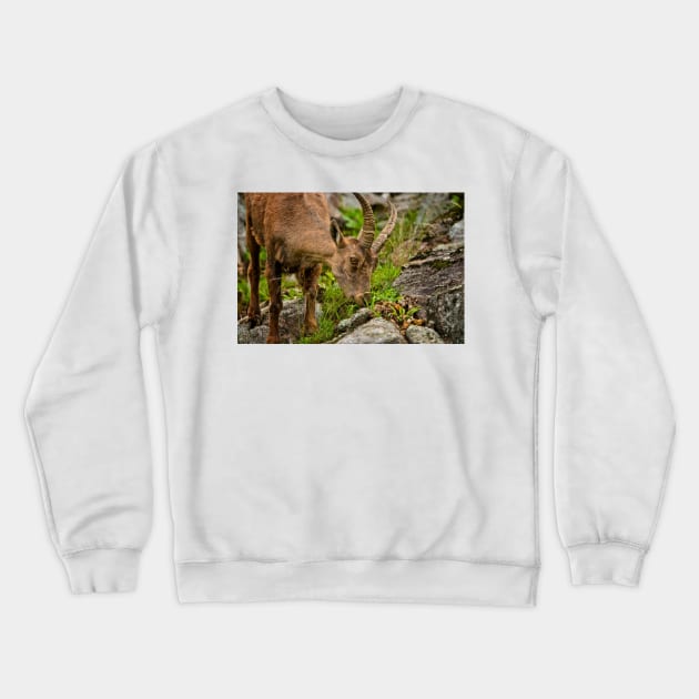 Ibex Crewneck Sweatshirt by jaydee1400